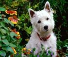 Τεριέ δυτικών ορεινών περιοχών White είναι μια φυλή του σκυλιού της Σκωτίας είναι γνωστή για την προσωπικότητα και λαμπρό λευκό